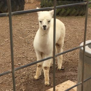 Meet your Posher, Nev